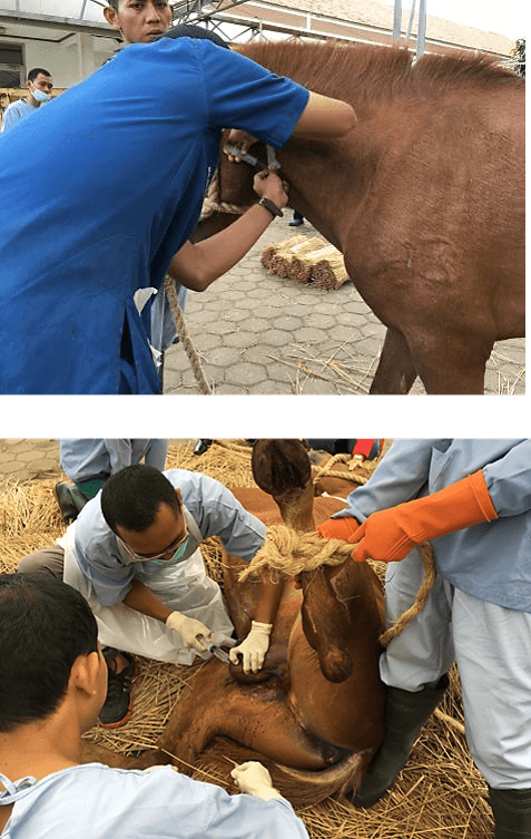 Berminat Jadi Dokter Hewan Kuda? Belajar di FKH IPB University Saja